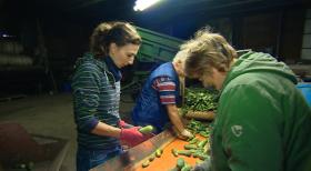 Alles im grünen Bereich? Knochenjob Gurkenernte: Tina Dauster (l.), eine Reporterin, arbeitet eine Woche lang bei der Gurkenernte im Spreewald mit ... © SAT.1