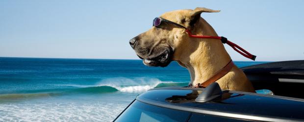 Marmaduke - Dogge Marmaduke hat nur Unsinn im Kopf, steckt er doch gerade mitten in der Pubertät. Als die Familie aus der tristen amerikanischen Vorortsiedlung nach Kalifornien umzieht, fühlt sich Marmaduke wie im Paradies ... © TM and   2010 Twentieth Century Fox and Regency Enterprises.  All rights reserved. Not for sale or duplication.