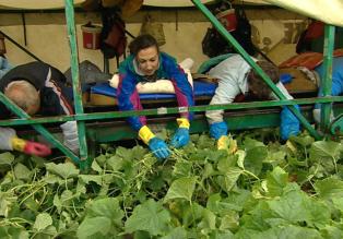 40 Saisonarbeiter, bäuchlings auf dem Gurkenflieger - so werden die berühmten Spreewaldgurken geerntet. Ein Knochenjob, auch für unsere 24h-Reporterin Tina Dauster (2.v.l.) ... © SAT.1