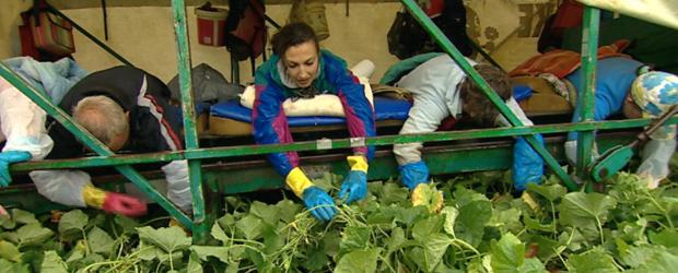 40 Saisonarbeiter, bäuchlings auf dem Gurkenflieger - so werden die berühmten Spreewaldgurken geerntet. Ein Knochenjob, auch für unsere 24h-Reporterin Tina Dauster (2.v.l.) ... © SAT.1 40 Saisonarbeiter, bäuchlings auf dem Gurkenflieger - so werden die berühmten Spreewaldgurken geerntet. Ein Knochenjob, auch für unsere 24h-Reporterin Tina Dauster (2.v.l.) ... © SAT.1