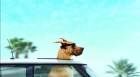 Marmaduke