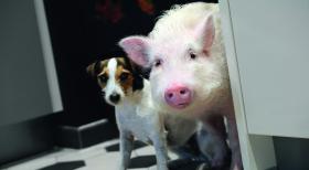 Tierisch verknallt - In tierischer Mission: Hausschwein Paula (r.) und Jack Russell Terrier Johnny (l.) helfen der Liebe auf die Sprünge ... © SAT.1