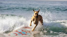 Marmaduke