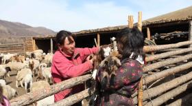 Die strengsten Eltern der Welt - Die 15-jährige Janet Slade (r.) soll in der Mongolei endlich lernen, was es heißt, richtig zu arbeiten ... © kabel eins