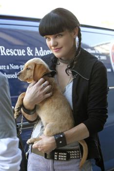 Navy CIS - Wird durch eine Entdeckung ziemlich vor dem Kopf gestoßen: Abby (Pauley Perrette) ... © CBS Television