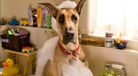Marmaduke